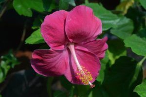 En qué estación es mejor cultivar hibiscos