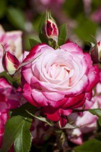 En qué estación es mejor cultivar rosas