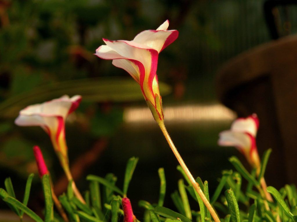 Flores Exóticas: Guía Completa para Cultivarlas en tu Jardín - 2023