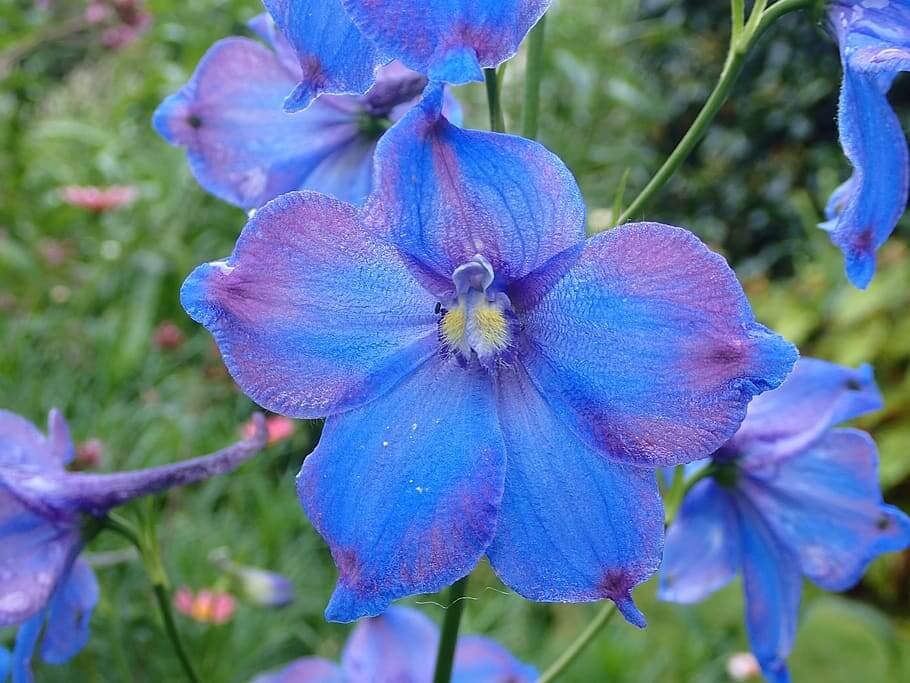 Flores azules Delphinium