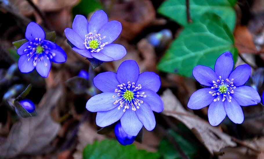 Flores azules Hepatica Nobilis