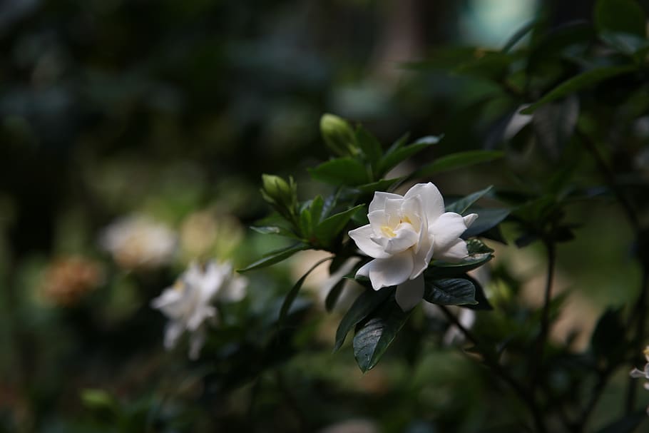 Flores blancas Gardenia blanca