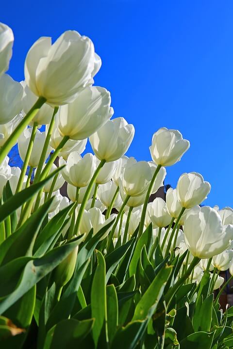 Flores blancas Tulipán