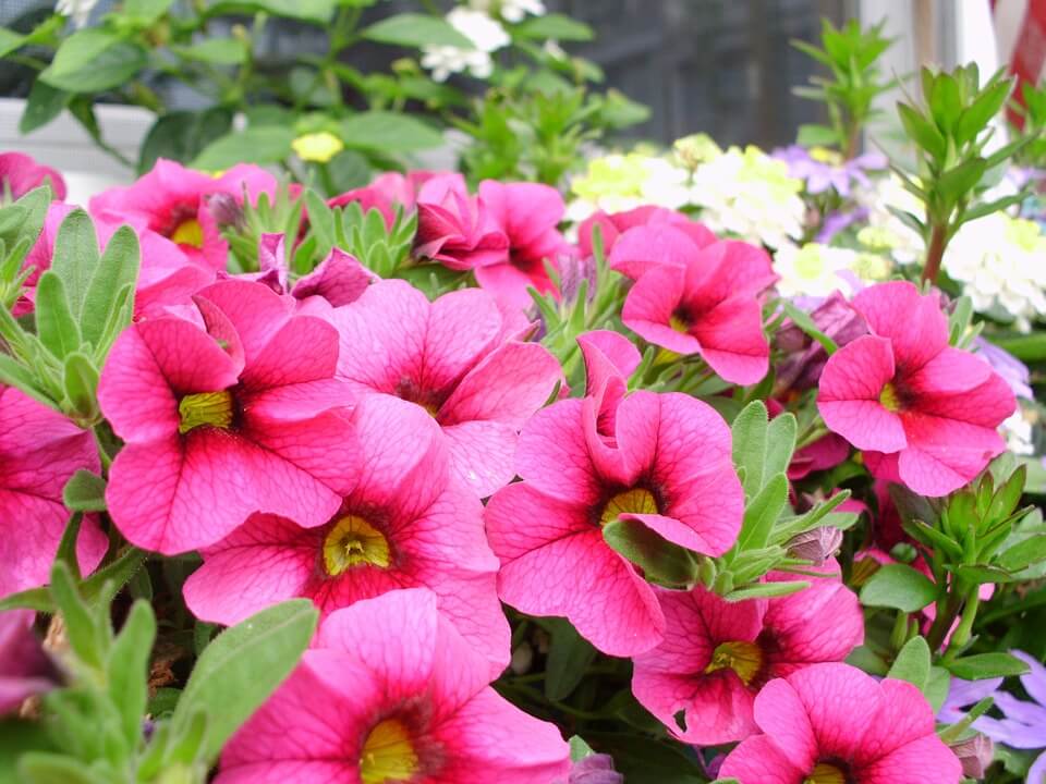 Flores Ornamentales: Guía Completa para Cultivarlas en tu Jardín - 2023