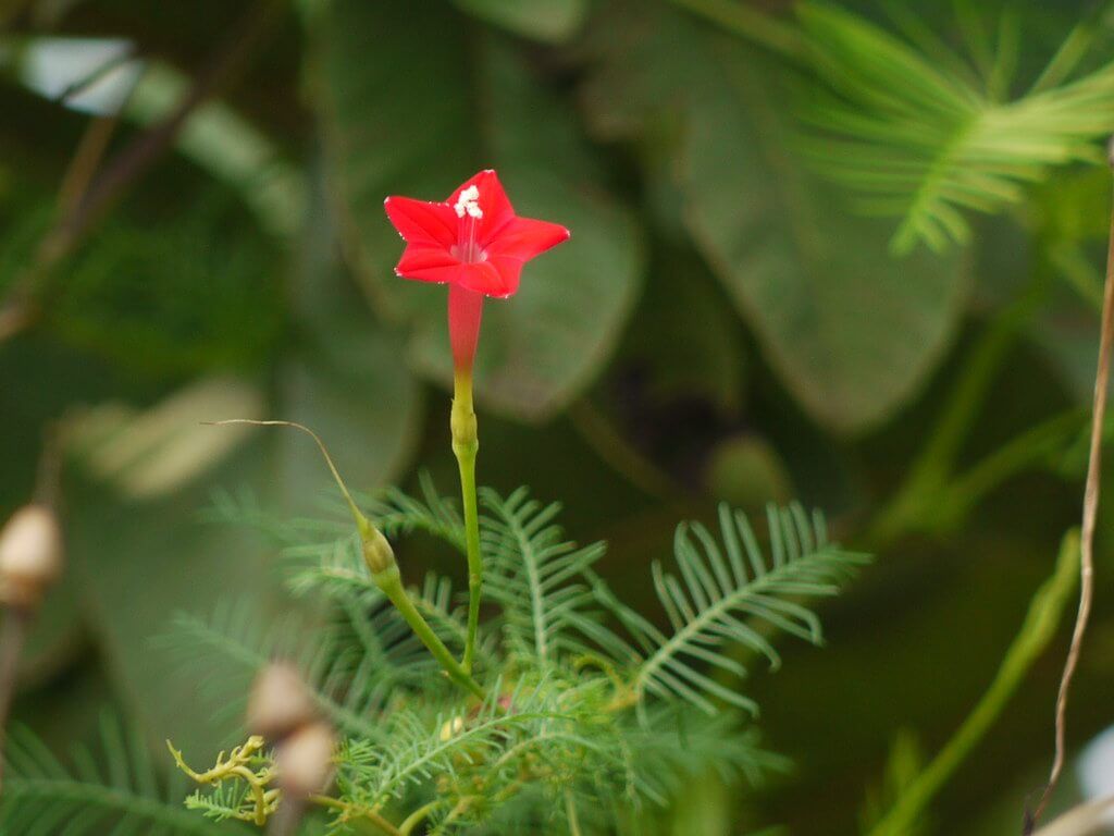 Flores rojas Cundeamor