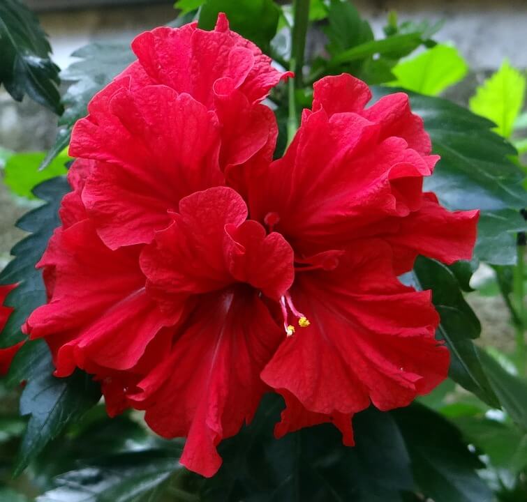 Flores rojas Hibisco o Rosa china