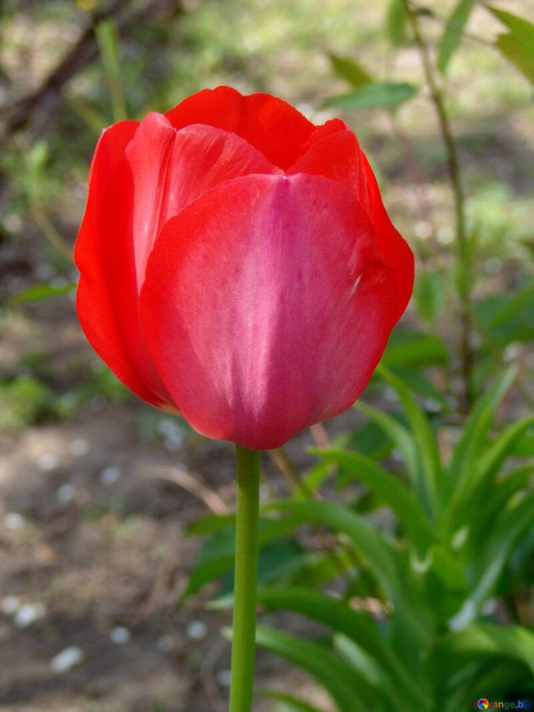 Flores rojas Tulipán