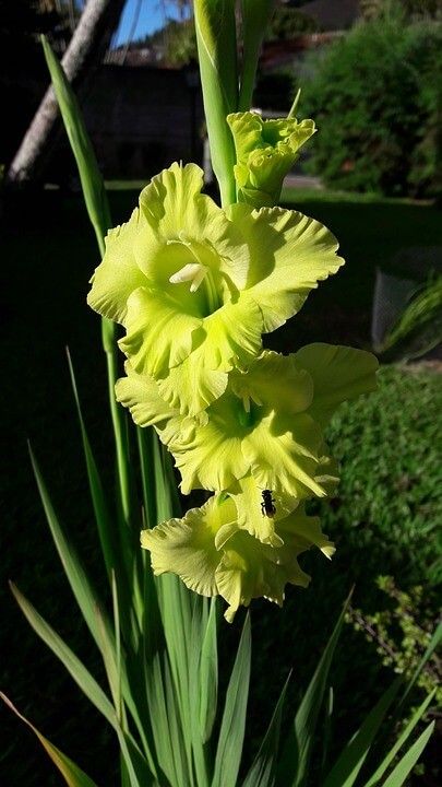 Flores verdes Gladiolus hortulanus o gladiolo
