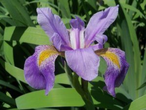 Historia y origen del Iris