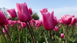cómo cultivar con éxito tulipanes