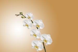 historia y orígenes de las orquídeas