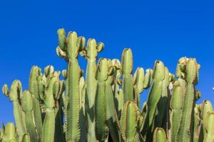 Cómo regar un cactus
