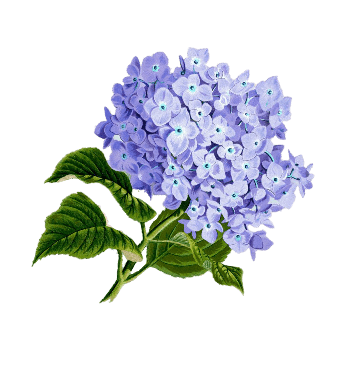 Flores Bonitas: Guía Completa para Cultivarlas en tu Jardín - 2023
