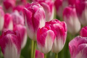 Flores de Temporada- Tulipán