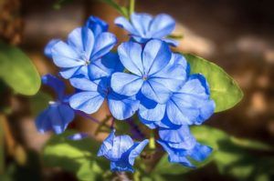 Qué significa el color azul en las flores
