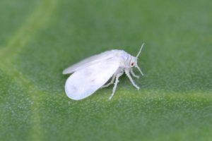 Qué plagas y enfermedades afectan a la planta matrimonio - Mosca blanca
