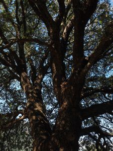 Qué características tiene el árbol del alcanfor