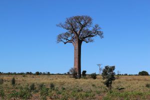 Cómo regar el baobab