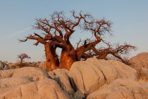 Cuáles son las especies de baobab más famosas