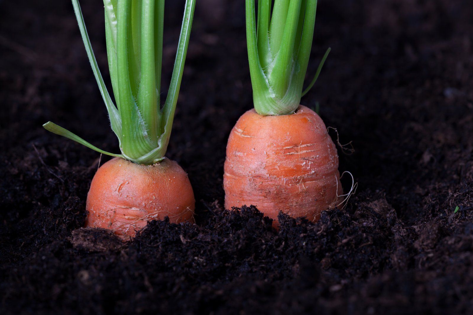 Cómo se plantan las semillas de zanahoria
