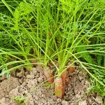 Plantar Zanahorias